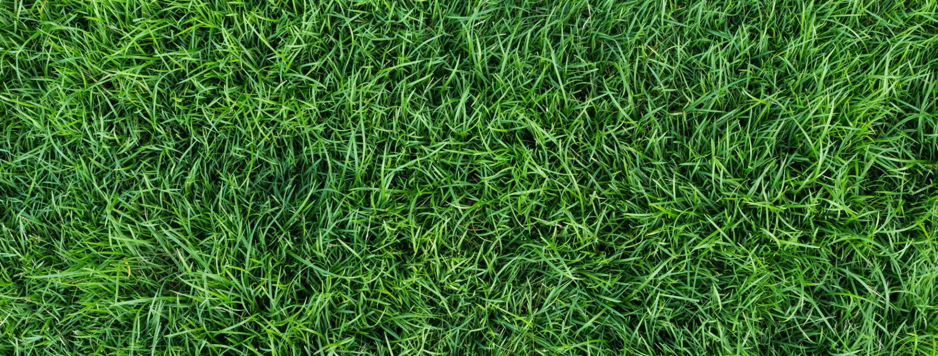 KEEPING YOUR LAWN<br />
GREEN AND CLEAN