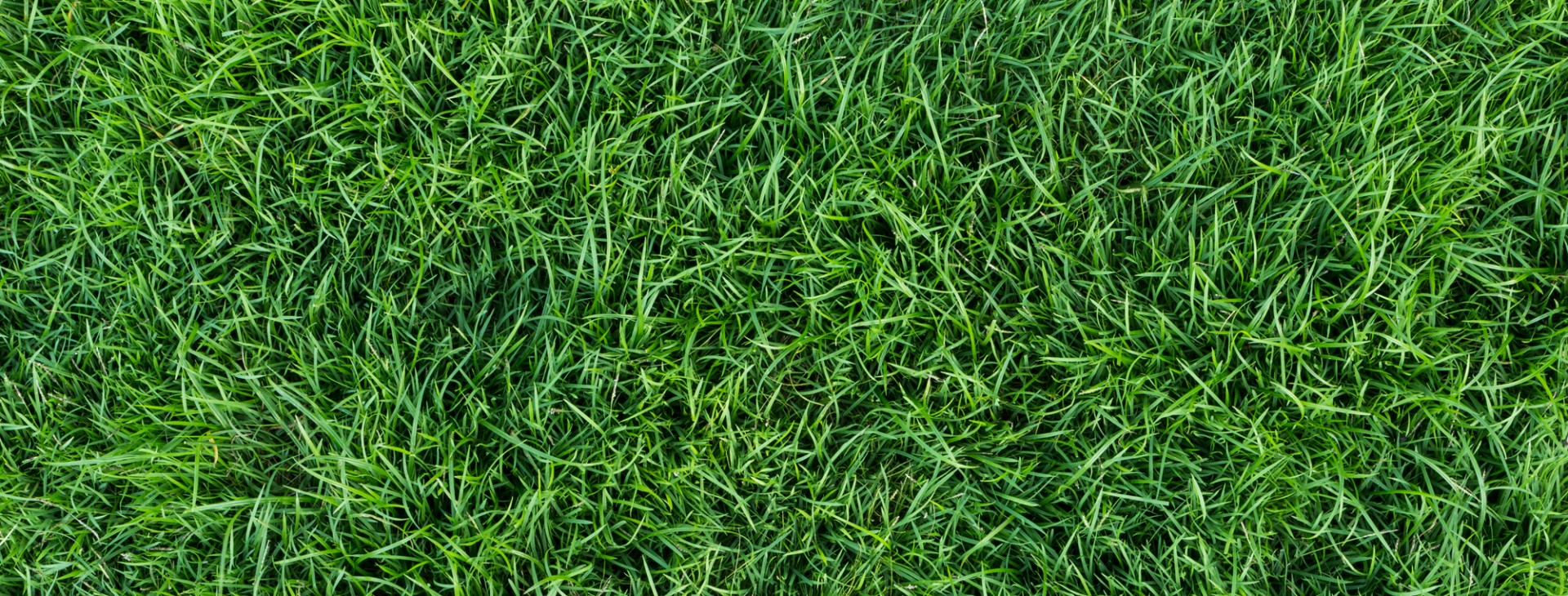 KEEPING YOUR LAWN
GREEN AND CLEAN